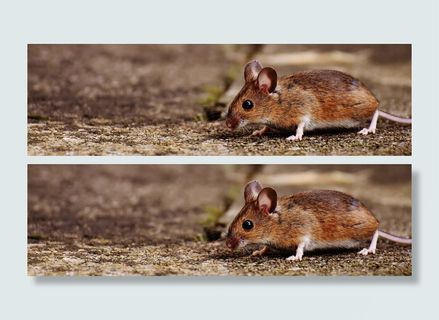 棕色表面上的棕色老鼠