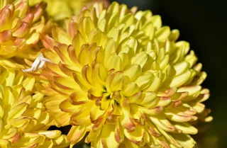 草本植物，紫菀，开花，开花，花，黄色，植物，自然