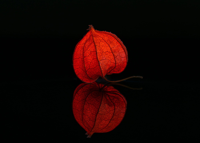特写，照片，红色，2瓣，2瓣花，红色2，花，兰皮恩布鲁姆