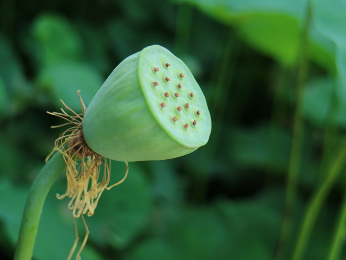 蓮 彭、莲子、开花、绿色、植物、生长、特写、聚焦前景