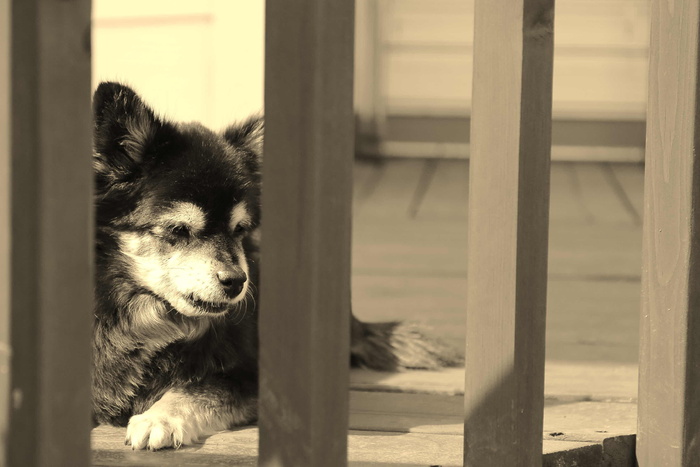 小狗，狗，欧洲，动物，可爱，狗伴侣，共识，狗咖啡馆