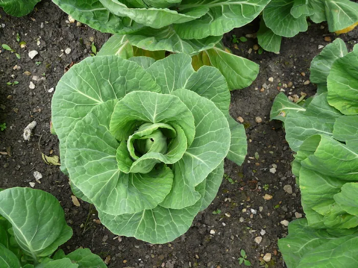 卷心菜，花园，蔬菜，蔬菜，食品，植物，绿色，收获