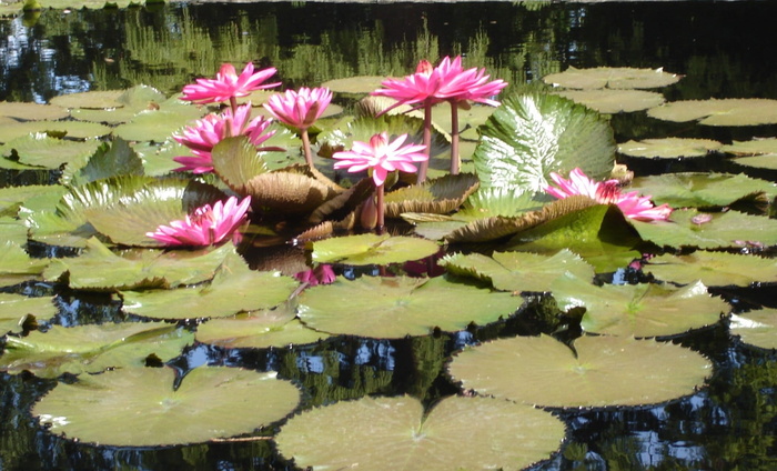 睡莲，池塘，花卉，水，花卉，盛开，热带，盛开
