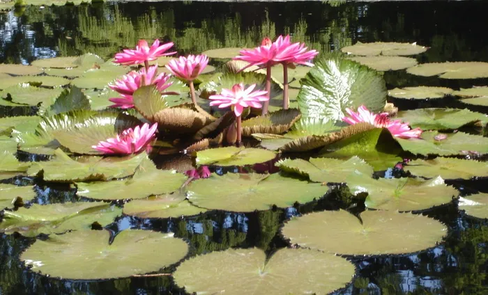 睡莲，池塘，花卉，水，花卉，盛开，热带，盛开