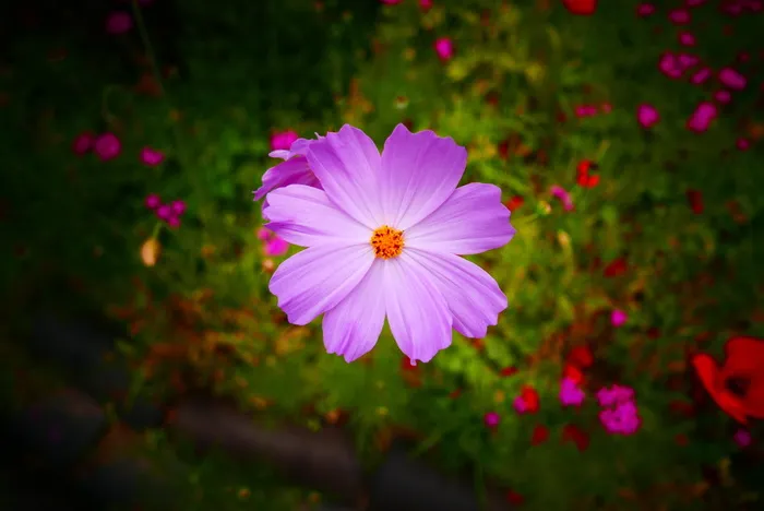 宇宙花，莎莎和花，粉色宇宙花，开花植物，花，新鲜度，植物，脆弱性