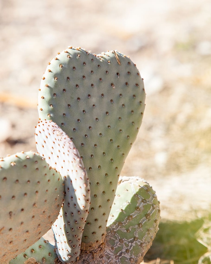 绿色仙人掌植物特写照片