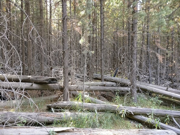 美国，黄石国家公园，树木，森林，死亡，树木，植物，土地