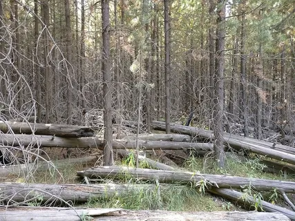 美国，黄石国家公园，树木，森林，死亡，树木，植物，土地