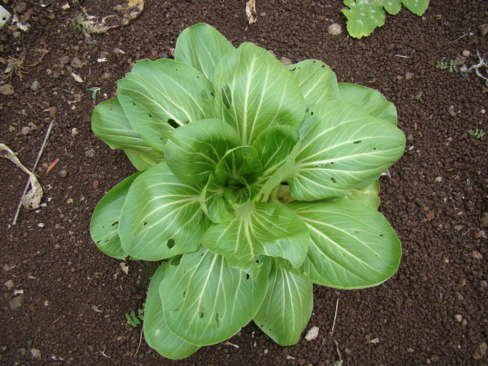 菠菜、头、沙拉、健康、花园、栽培、高角度视图、绿色