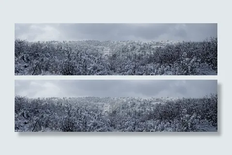 美国,科罗拉多泉,森林,雾,冬天,雪,全景,绿色 美国,科罗拉多泉,森林,雾,冬天,雪,全景,绿色