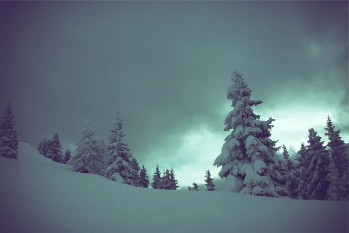 树木，有涂层，雪，白天，松树，冬天，黑暗，多云