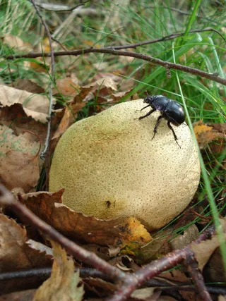 木耳，蘑菇，自然，秋天，柑橘，马铃薯，缓冲蘑菇，甲虫