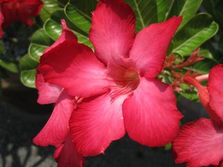 花，开花，开花，红色，粉红色，不完整，自然，开花植物