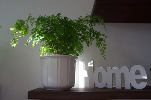 绿叶植物,在家,感觉,放心,运气,家,感觉放心,家甜 绿叶植物,在家,感觉,放心,运气,家,感觉放心,家甜