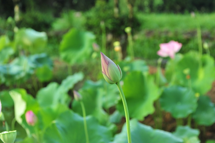 粉荷、豆荚、荷花、典雅、意境、荷叶、荷花、荷塘
