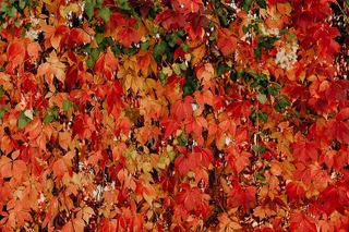 公园里五颜六色的藤蔓和树叶