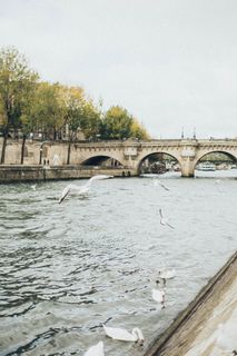 河上水禽的照片