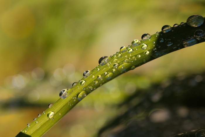雨水、珍珠、自然、树叶、露水、植物、水分、环境