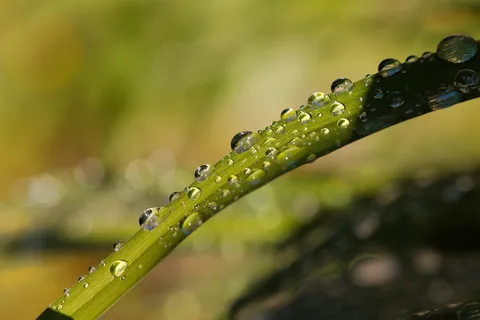 雨水、珍珠、自然、树叶、露水、植物、水分、环境 雨水、珍珠、自然、树叶、露水、植物、水分、环境
