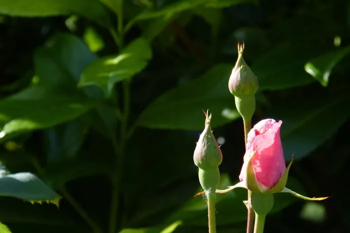 玫瑰，花蕾，花朵，花朵，植物，玫瑰，花蕾，美丽，芬芳