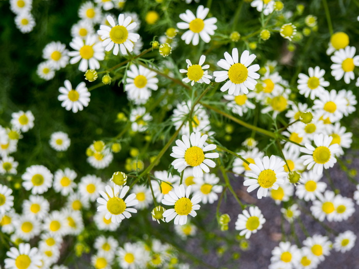 黄花和白花