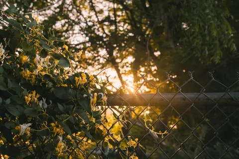 树木附近的黑色栅栏 树木附近的黑色栅栏