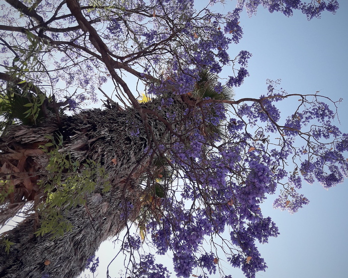 厂, 树, 花, 开花, 樱花, 圣地亚哥德克雷塔罗, 墨西哥, 树干