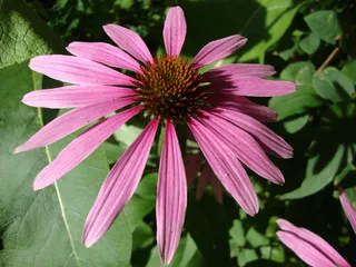 紫锥菊，花，花园，草本植物，锥花，紫罗兰，开花植物，花瓣