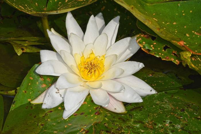睡莲，水生草本植物，植物，花，垫，睡莲垫，水，池塘
