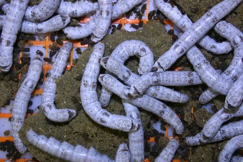 蚕，昆虫，丝绸，自然，质地，生，蛾，日