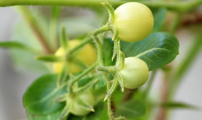 樱桃番茄、植物、车前草、番茄、食品、红色、未成熟、绿色