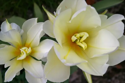郁金香,白色郁金香,白色,春天,开花,开花,花朵,花园 郁金香,白色郁金香,白色,春天,开花,开花,花朵,花园