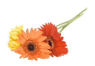 白色，孤立，花朵，特写，细节，花卉，花卉，花卉