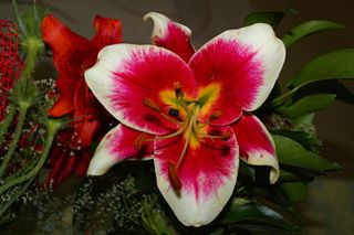 厂, 开花, 花, 百合, 天竺葵, třebíč, 捷克*, 花展