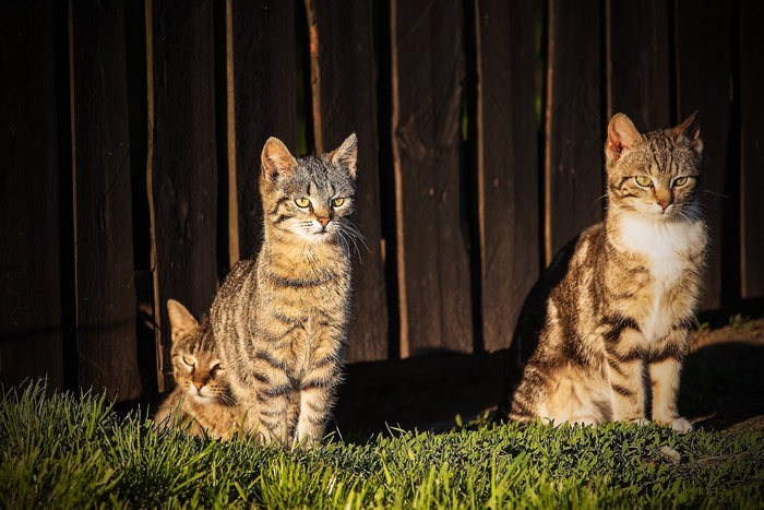 猫，屋顶猫，宠物，迷人，猫，普通猫，小猫，雄猫