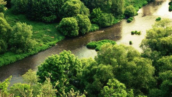 河流、森林、树木、树木、曲流、水、自然、景观