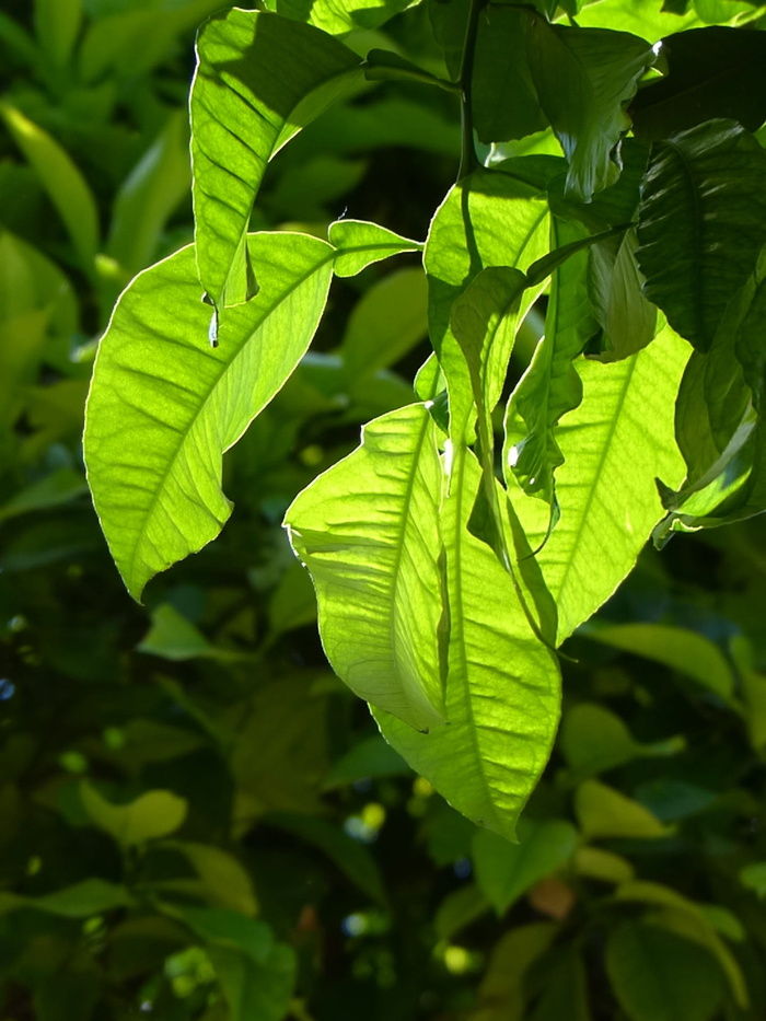 叶子，farbenspiel，绿色阴影，明亮，叶子，植物部分，绿色，生长