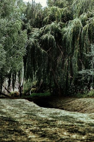 森林中河的倒影