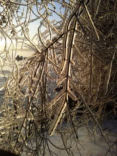 冰风暴,冬天,风暴,寒冷,冰冻,冰冻,自然,风景 冰风暴,冬天,风暴,寒冷,冰冻,冰冻,自然,风景