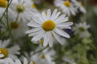鲜花, 草甸, 春天, 花束, 洋甘菊, 甘菊, 花, 白色