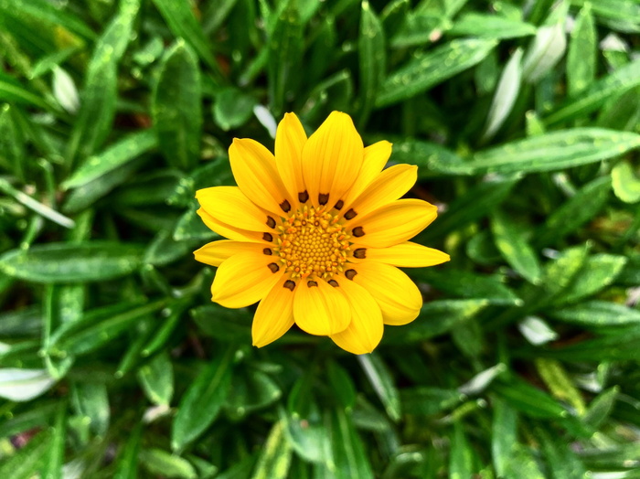 日本，邦基区，3 chome-26-2 sengoku，开花植物，花，植物，新鲜度，生长