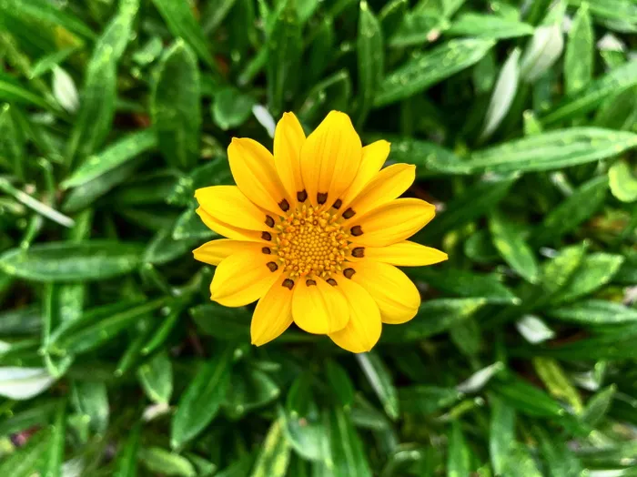 日本，邦基区，3 chome-26-2 sengoku，开花植物，花，植物，新鲜度，生长