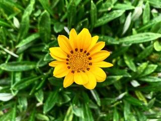 日本，邦基区，3 chome-26-2 sengoku，开花植物，花，植物，新鲜度，生长