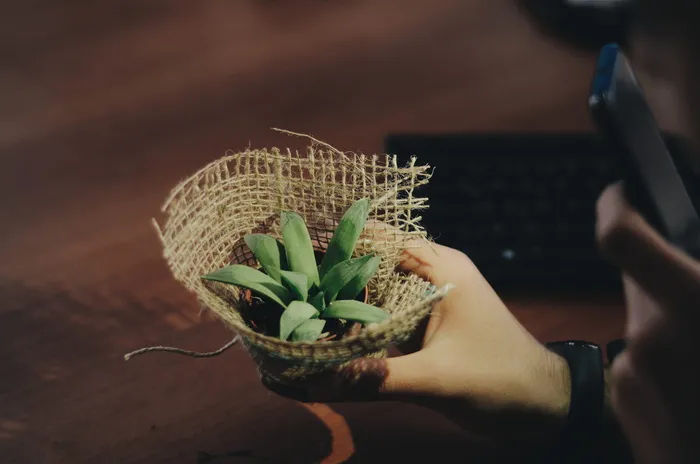 花盆里的绿色植物拍照的人