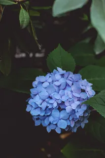 开紫色花的绿叶植物 开紫色花的绿叶植物