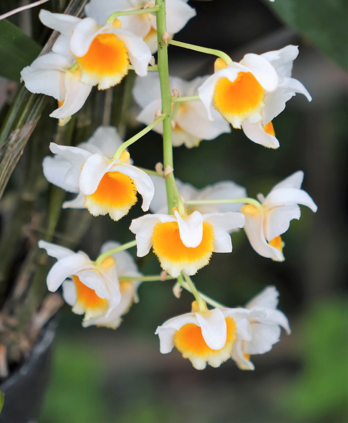 金色，石栎，兰花，黄色，金色，石栎，花，花瓣，特写