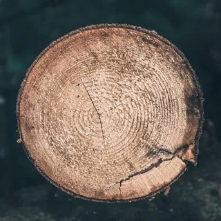 特写,树,树轮,聚焦前景,木材,纹理,没有人,木材材料 特写,树,树轮,聚焦前景,木材,纹理,没有人,木材材料