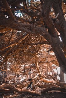 白天走在棕色树之间的人