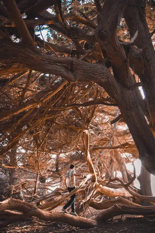 白天走在棕色树之间的人