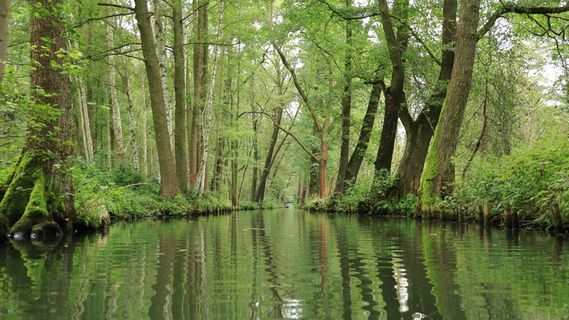 spreewald、水、渠道、自然、景观、深度、河流、spree